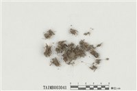 藏品(澤苔屬)的圖片